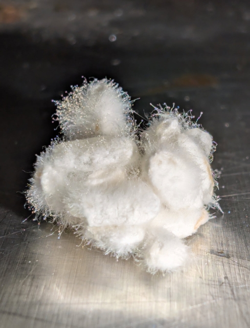 dzisiejsze świeże ziarna ryżu KOJI 🦠🔬
ujęcia makro koji nigdy się nie nudzą 🙂‍↕️
#koji #miso #gastronomia #restauracja #przepisy #kraft