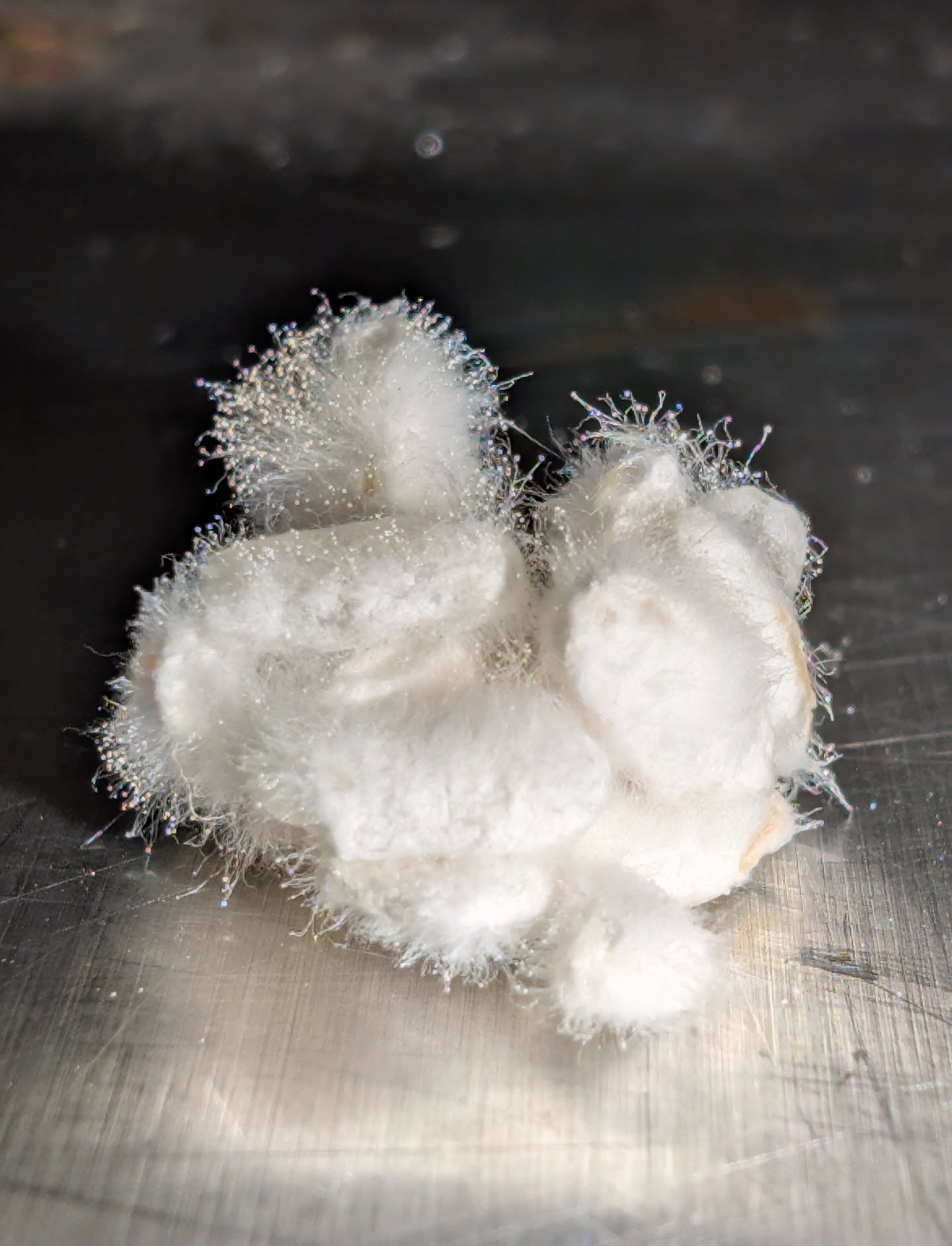 dzisiejsze świeże ziarna ryżu KOJI 🦠🔬
ujęcia makro koji nigdy się nie nudzą 🙂‍↕️
#koji #miso #gastronomia #restauracja #przepisy #kraft