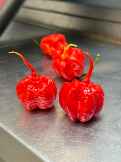 Hello, my name is Carolina Reaper.
Should we spice things up? ❤️‍🔥🫵🫠
#queen #carolina #reaper #hottest #pepper #ostry #sos #hotsauce