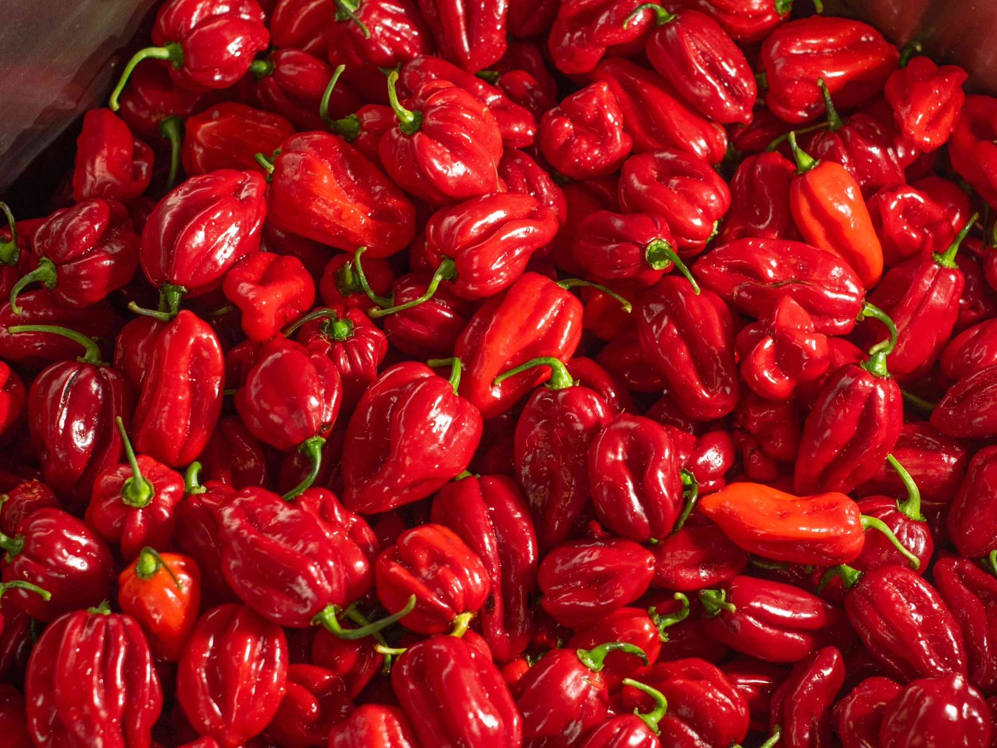 red-habanero